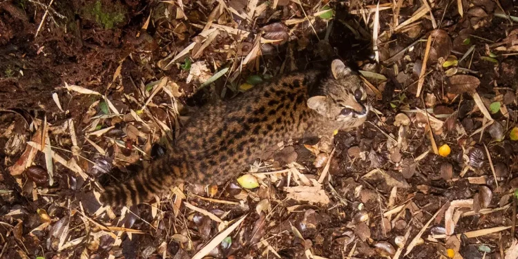 Close-up desde los árboles: cómo un nuevo ángulo de cámara revela los secretos de la güiña en la Patagonia