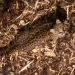 Close-up desde los árboles: cómo un nuevo ángulo de cámara revela los secretos de la güiña en la Patagonia