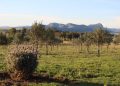 Sabores del mediterráneo en Argentina: las fincas de olivares donde se cultiva el aceite virgen extra del país en la provincia de Buenos Aires