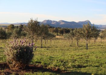 Sabores del mediterráneo en Argentina: las fincas de olivares donde se cultiva el aceite virgen extra del país en la provincia de Buenos Aires