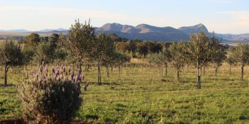 Sabores del mediterráneo en Argentina: las fincas de olivares donde se cultiva el aceite virgen extra del país en la provincia de Buenos Aires