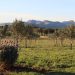 Sabores del mediterráneo en Argentina: las fincas de olivares donde se cultiva el aceite virgen extra del país en la provincia de Buenos Aires