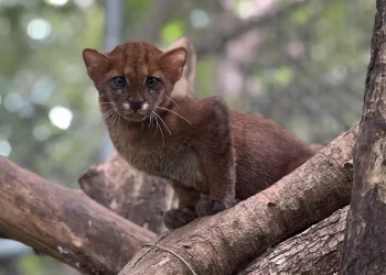 No hace falta una bala: enfermedades de animales domésticos amenazan a los felinos silvestres de Latinoamérica
