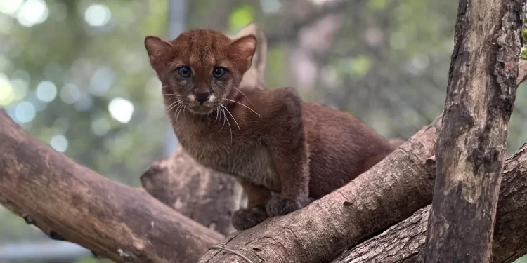 No hace falta una bala: enfermedades de animales domésticos amenazan a los felinos silvestres de Latinoamérica