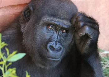 Día Mundial del Chimpancé: ¿por qué se celebra el 14 de julio?