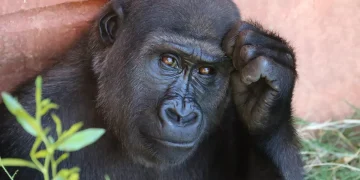 Día Mundial del Chimpancé: ¿por qué se celebra el 14 de julio?