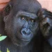 Día Mundial del Chimpancé: ¿por qué se celebra el 14 de julio?