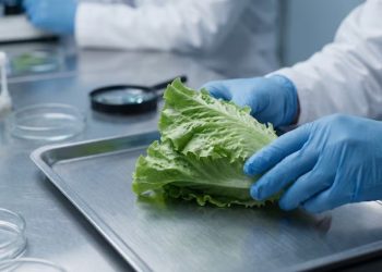 Todo lo que hay que saber sobre ciclosporiasis, la infección intestinal vinculada a la lechuga contaminada