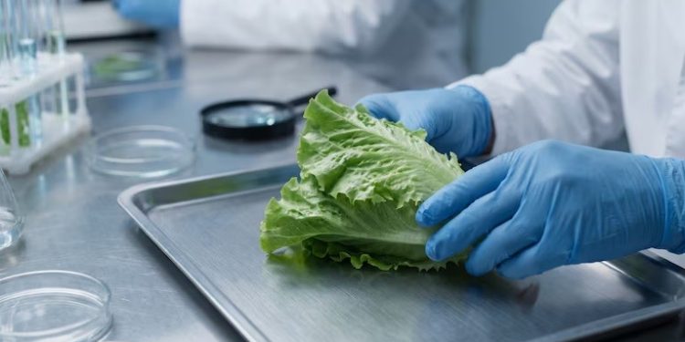 Todo lo que hay que saber sobre ciclosporiasis, la infección intestinal vinculada a la lechuga contaminada