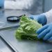 Todo lo que hay que saber sobre ciclosporiasis, la infección intestinal vinculada a la lechuga contaminada