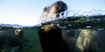 La Unesco pidió frenar las obras del oleoducto de Vaca Muerta en el Golfo San Matías