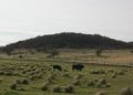 A 170 años de Nueva Roma: el ambicioso sueño italiano que terminó en tragedia en el sudoeste bonaerense