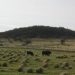 A 170 años de Nueva Roma: el ambicioso sueño italiano que terminó en tragedia en el sudoeste bonaerense