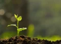 Día de la Conservación del Suelo: ¿por qué se conmemora el 7 de julio?