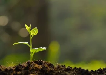 Día de la Conservación del Suelo: ¿por qué se conmemora el 7 de julio?