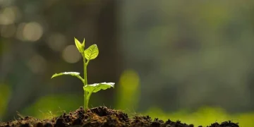 Día de la Conservación del Suelo: ¿por qué se conmemora el 7 de julio?