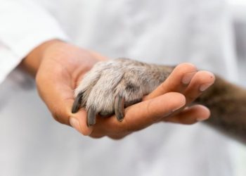 Día Mundial de las Zoonosis: de Pasteur al abordaje de “Una Salud”