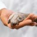 Día Mundial de las Zoonosis: de Pasteur al abordaje de “Una Salud”