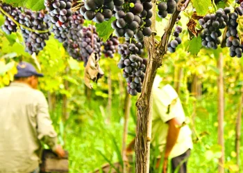 La pequeña isla del Río de la Plata en la que viven 15 familias que producen el “Vino de la Costa”