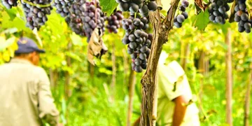 La pequeña isla del Río de la Plata en la que viven 15 familias que producen el “Vino de la Costa”