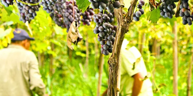 La pequeña isla del Río de la Plata en la que viven 15 familias que producen el “Vino de la Costa”