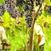 La pequeña isla del Río de la Plata en la que viven 15 familias que producen el “Vino de la Costa”