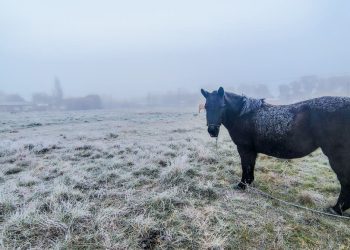 Gélido arranque de semana en la comarca: heladas generalizadas y mínimas de hasta -4°C signan el inicio del lunes