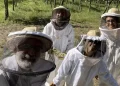 Entrenan abejas para producir más alimentos pero el Gobierno dejó de financiarlos
