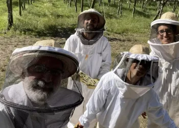 Entrenan abejas para producir más alimentos pero el Gobierno dejó de financiarlos