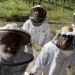 Entrenan abejas para producir más alimentos pero el Gobierno dejó de financiarlos
