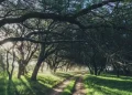 Convocatoria 2026 para productores con predios con bosque nativo
