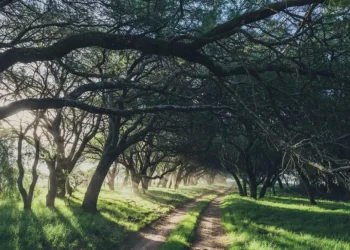 Convocatoria 2026 para productores con predios con bosque nativo