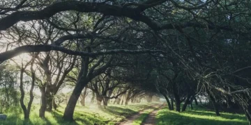 Convocatoria 2026 para productores con predios con bosque nativo