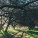 Convocatoria 2026 para productores con predios con bosque nativo