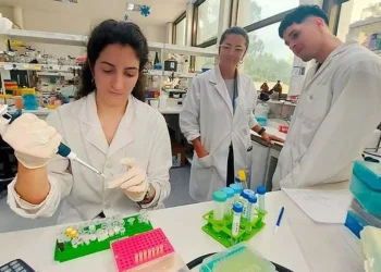 Dengue: científicos argentinos diseñan un test rápido y económico para su detección temprana