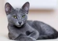 Día Internacional del Gato: ¿por qué se celebra el 8 de agosto?
