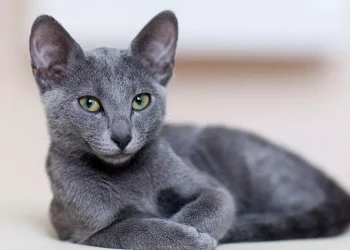 Día Internacional del Gato: ¿por qué se celebra el 8 de agosto?
