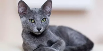 Día Internacional del Gato: ¿por qué se celebra el 8 de agosto?