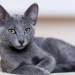 Día Internacional del Gato: ¿por qué se celebra el 8 de agosto?