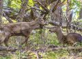 Conservación: implementan cámaras térmicas para monitorear al huemul en la Patagonia