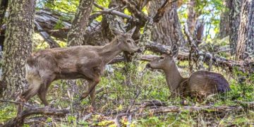 Conservación: implementan cámaras térmicas para monitorear al huemul en la Patagonia