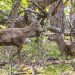 Conservación: implementan cámaras térmicas para monitorear al huemul en la Patagonia