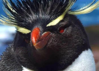Cuatro pingüinos del ex Mar del Plata Aquarium fueron tasados en US$ 40.000 para afrontar gastos