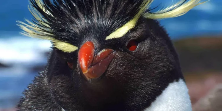 Cuatro pingüinos del ex Mar del Plata Aquarium fueron tasados en US$ 40.000 para afrontar gastos