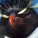 Cuatro pingüinos del ex Mar del Plata Aquarium fueron tasados en US$ 40.000 para afrontar gastos
