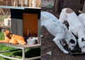 Un proyecto libertario contra los refugios de animales que beneficia a los criaderos