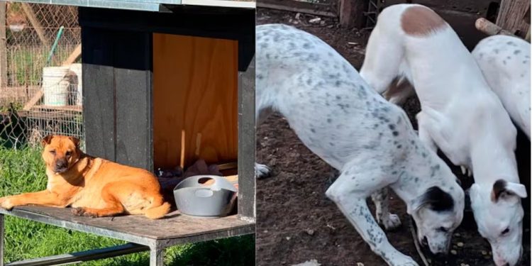Un proyecto libertario contra los refugios de animales que beneficia a los criaderos