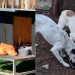 Un proyecto libertario contra los refugios de animales que beneficia a los criaderos