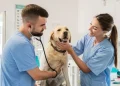 Día del Veterinario y la veterinaria en Argentina: ¿por qué se celebra el 6 de agosto?