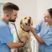 Día del Veterinario y la veterinaria en Argentina: ¿por qué se celebra el 6 de agosto?